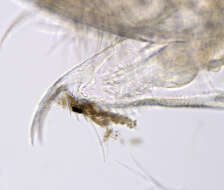 Daphnia (Daphnia) obtusa Kurz 1874的圖片