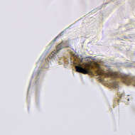 Image of Daphnia (Daphnia) obtusa Kurz 1874