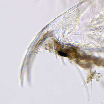 Daphnia (Daphnia) obtusa Kurz 1874的圖片