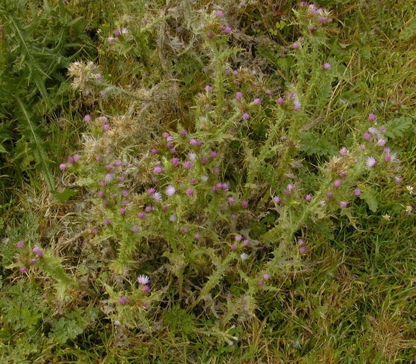 Слика од Carduus tenuiflorus Curt.