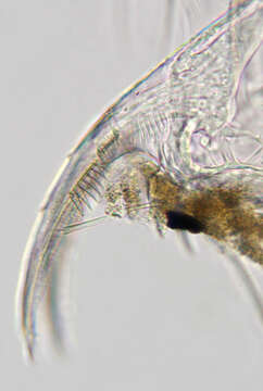 Daphnia (Daphnia) obtusa Kurz 1874的圖片