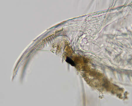 Daphnia (Daphnia) obtusa Kurz 1874的圖片