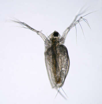 Daphnia (Daphnia) obtusa Kurz 1874的圖片