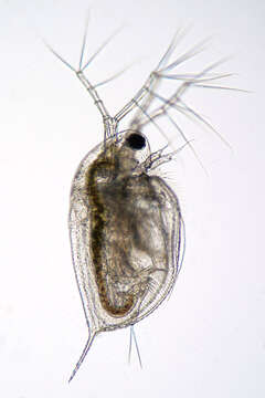 Image of Daphnia (Daphnia) obtusa Kurz 1874