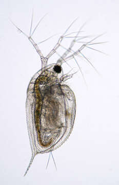 Daphnia (Daphnia) obtusa Kurz 1874的圖片