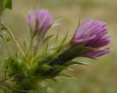 Слика од Carduus tenuiflorus Curt.