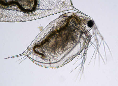 Daphnia (Daphnia) obtusa Kurz 1874的圖片