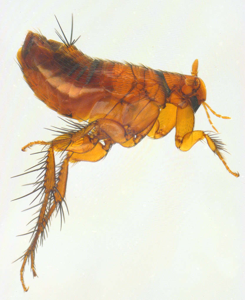 Image of Hystrichopsylla talpae talpae (Curtis 1826)