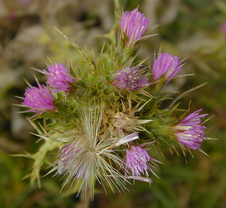 Слика од Carduus tenuiflorus Curt.