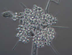 Image of Chaetocladium jonesiae (Berk. & Broome) Fresen. 1863