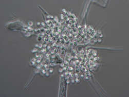 Image of Chaetocladium jonesiae (Berk. & Broome) Fresen. 1863