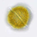 Image of Glenodinium cinctum