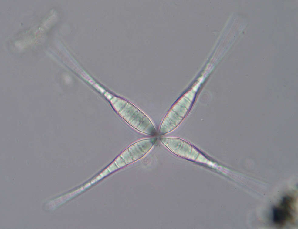 Image of Flabellospora