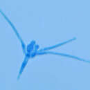 Image of Tetracladium marchalianum