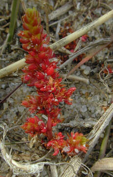 Image of Mossy Stonecrop