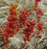 Crassula tillaea Lester-Garland resmi