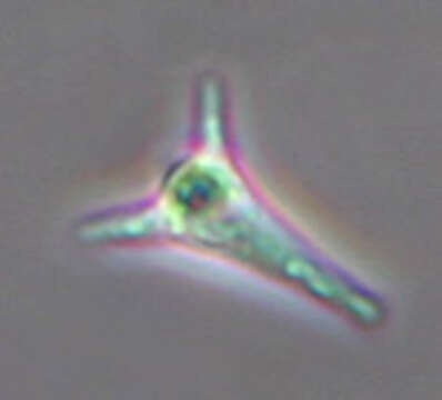 Image of Heliscella stellata (Ingold & V. J. Cox) Marvanová 1980