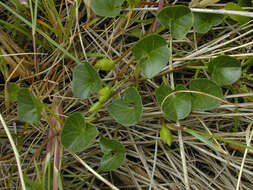 Image of Sea Bindweed