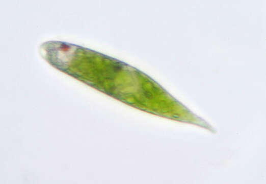 Image of Euglenaformis proxima