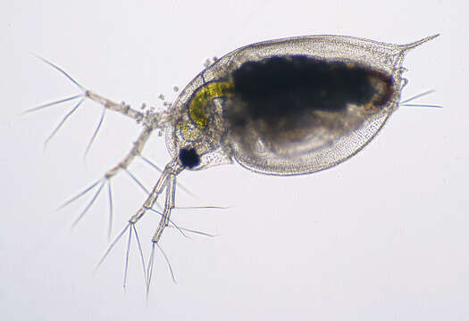 Daphnia (Daphnia) obtusa Kurz 1874的圖片