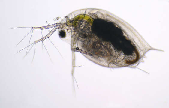 Daphnia (Daphnia) obtusa Kurz 1874 resmi