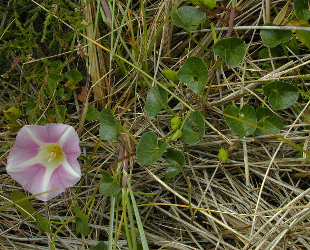 Image of Sea Bindweed