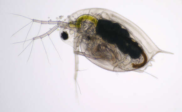 Image of Daphnia (Daphnia) obtusa Kurz 1874