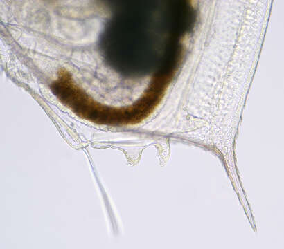 Daphnia (Daphnia) obtusa Kurz 1874 resmi