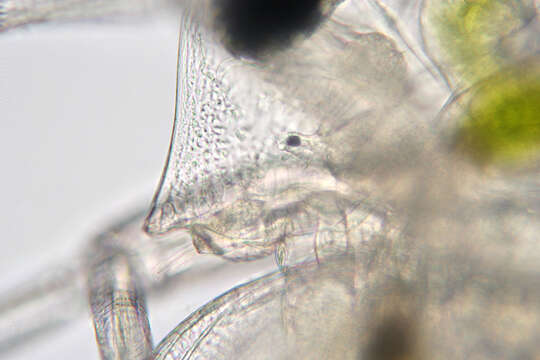 Daphnia (Daphnia) obtusa Kurz 1874 resmi