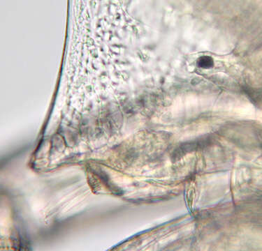 Image of Daphnia (Daphnia) obtusa Kurz 1874