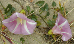 Image of Sea Bindweed