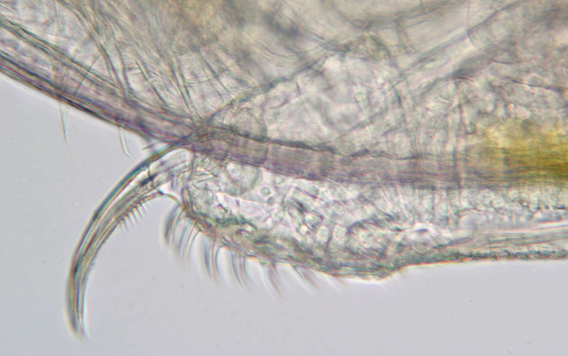 Image of Daphnia (Daphnia) obtusa Kurz 1874