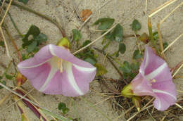 Image of Sea Bindweed