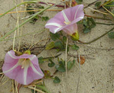 Image of Sea Bindweed