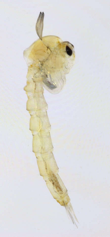 Imagem de Chaoborus crystallinus (De Geer 1776)