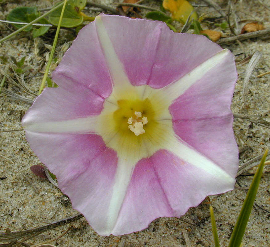 Image of Sea Bindweed