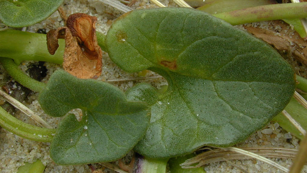 Image of Sea Bindweed