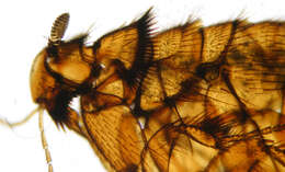 Image of Hystrichopsylla talpae talpae (Curtis 1826)