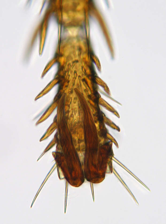 Image of Hystrichopsylla talpae talpae (Curtis 1826)