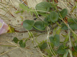 Image of Sea Bindweed