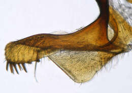 Image of Hystrichopsylla talpae talpae (Curtis 1826)