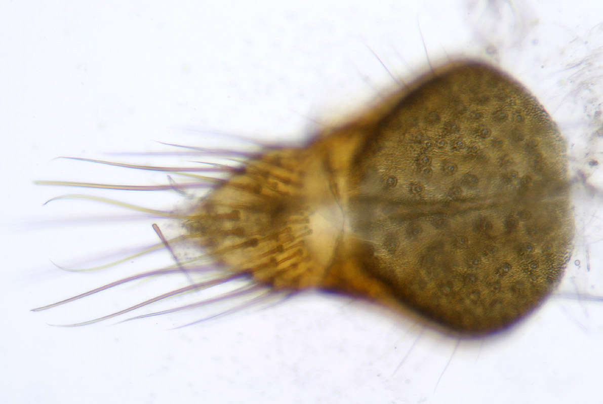 Image of Hystrichopsylla talpae talpae (Curtis 1826)