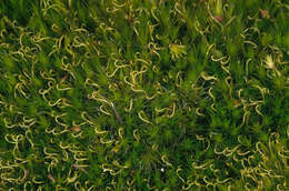 Image of campylopus moss