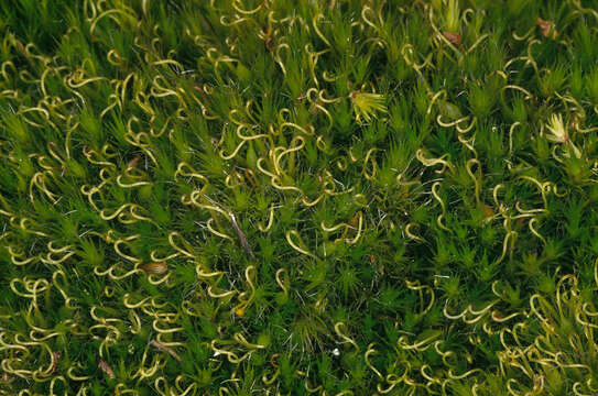 Image of campylopus moss