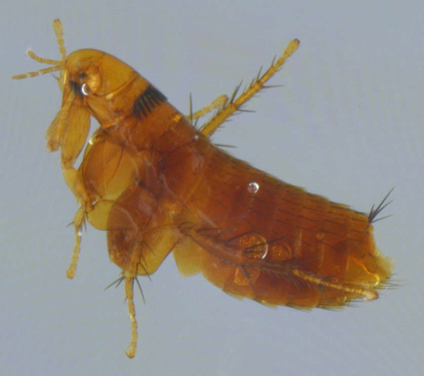 Image of rodent flea