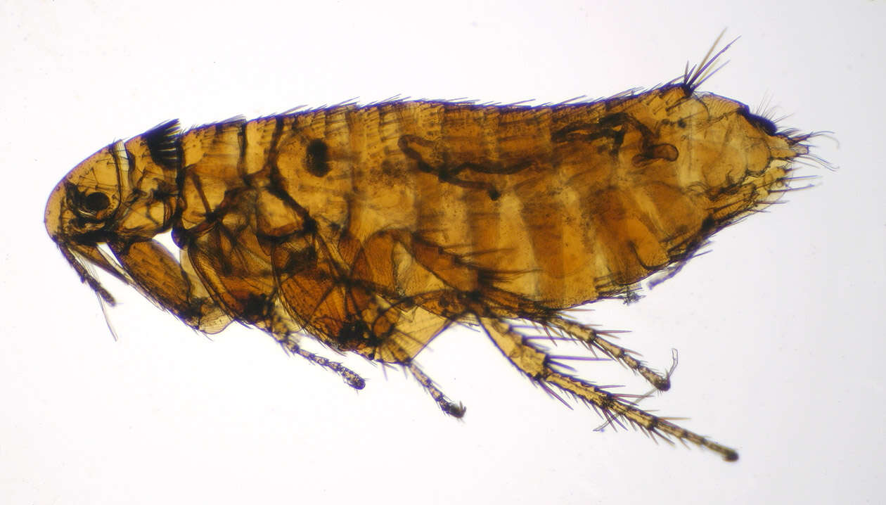 Image of rodent flea