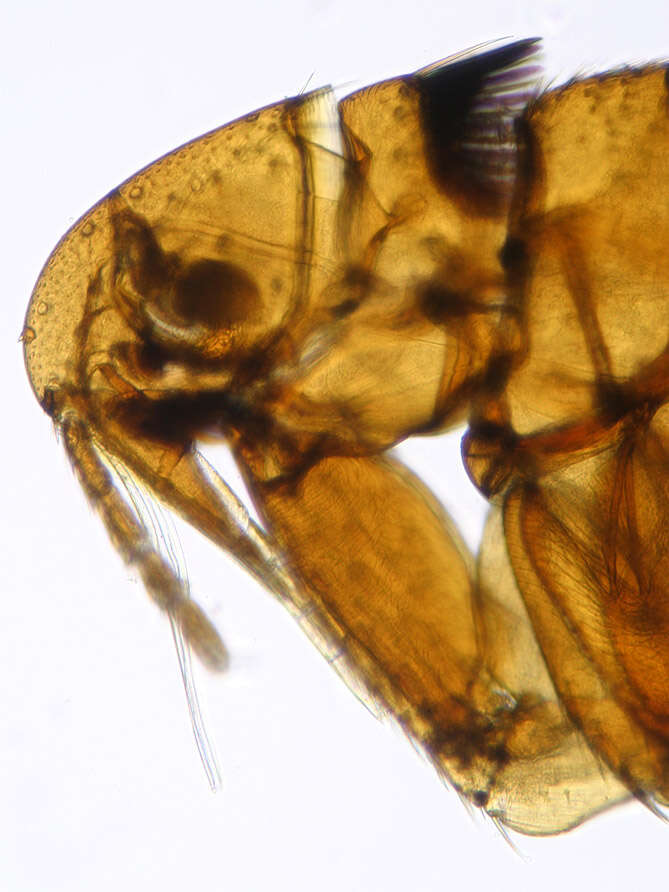 Image of rodent flea