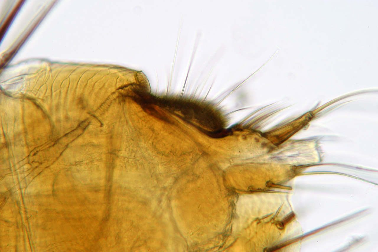 Image of rodent flea