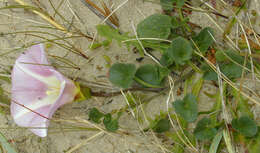 Image of Sea Bindweed