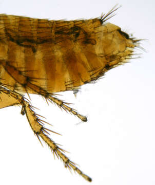 Image of rodent flea